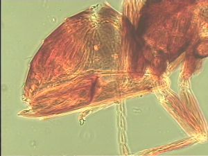 maculata Htype 17.jpg