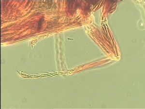 maculata Htype 18.jpg