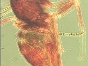 maculata Htype 19.jpg