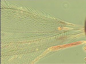 maculata Htype 2.jpg