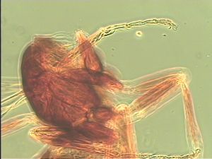 maculata Htype 20.jpg