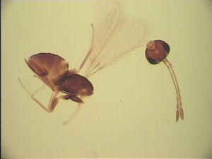 maculata Htype 21.jpg