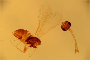 maculata Htype 22.jpg