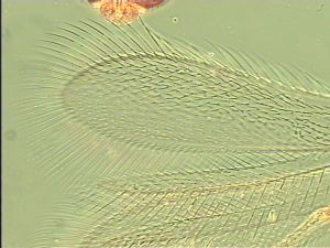 maculata Htype 3.jpg