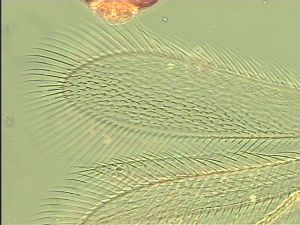 maculata Htype 4.jpg