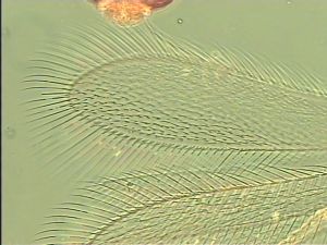 maculata Htype 5.jpg