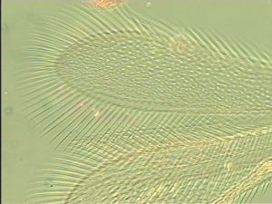 maculata Htype 6.jpg