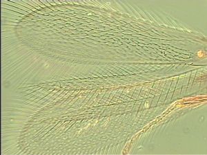 maculata Htype 7.jpg