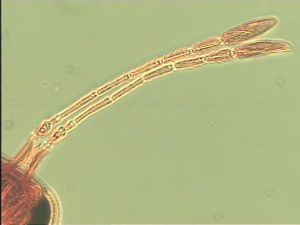 maculata Htype 8.jpg