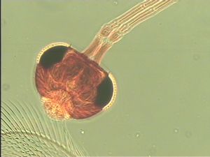 maculata Htype 9.jpg