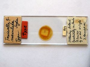 maculata Htype s.JPG