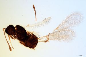 neopratensis  Soyka Htype 0.jpg