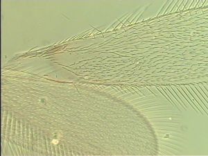 neopratensis Htype 1.jpg