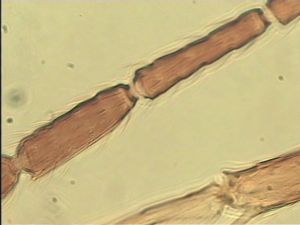 neopratensis Htype 10.jpg