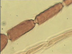 neopratensis Htype 11.jpg