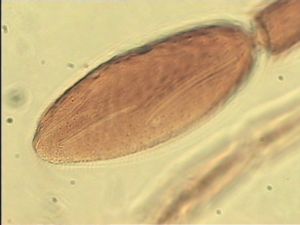 neopratensis Htype 13.jpg