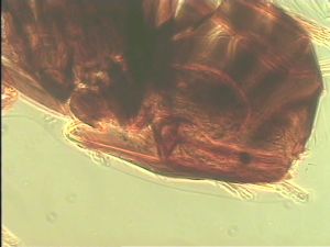 neopratensis Htype 14.jpg