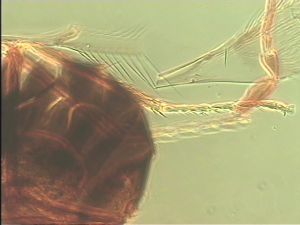 neopratensis Htype 15.jpg