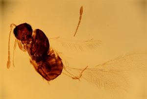 neopratensis Htype 16.jpg