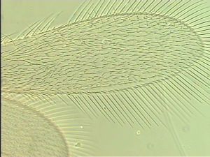 neopratensis Htype 2.jpg