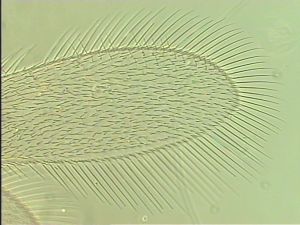 neopratensis Htype 3.jpg