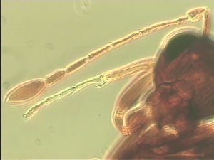 neopratensis Htype 4.jpg