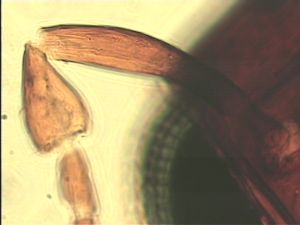 neopratensis Htype 5.jpg