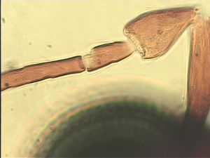 neopratensis Htype 6.jpg