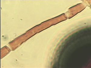 neopratensis Htype 7.jpg