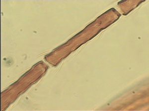 neopratensis Htype 8.jpg