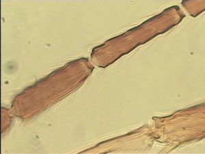 neopratensis Htype 9.jpg