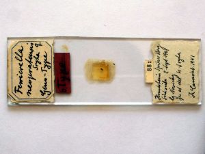 neopratensis Htype s.JPG