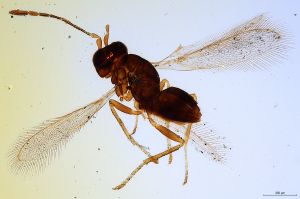 pratensis  Förster Ltype 0.jpg