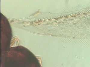 pratensis Ltype 1.jpg