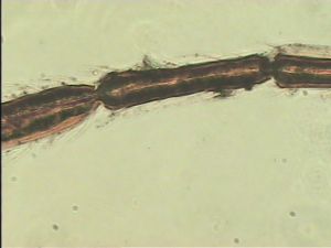 pratensis Ltype 10.jpg