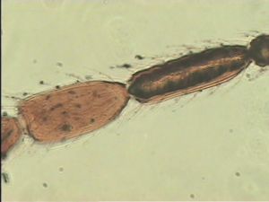 pratensis Ltype 11.jpg