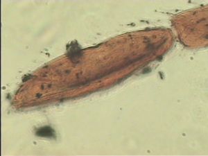 pratensis Ltype 13.jpg