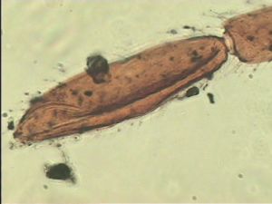 pratensis Ltype 14.jpg