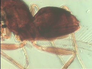 pratensis Ltype 16.jpg