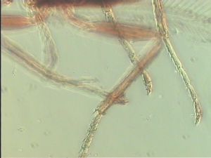 pratensis Ltype 17.jpg