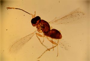 pratensis Ltype 18.jpg