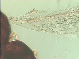 pratensis Ltype 2.jpg