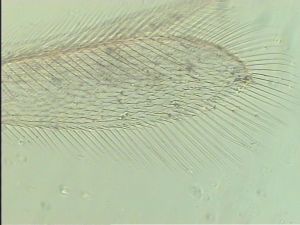 pratensis Ltype 3.jpg