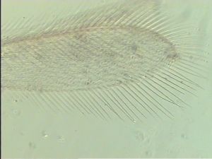 pratensis Ltype 4.jpg