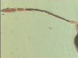 pratensis Ltype 5.jpg