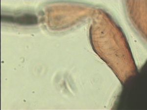 pratensis Ltype 6.jpg