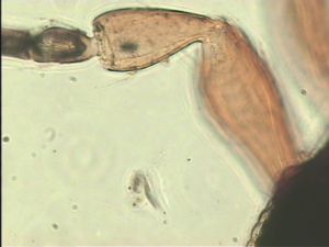 pratensis Ltype 7.jpg