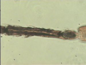 pratensis Ltype 8.jpg