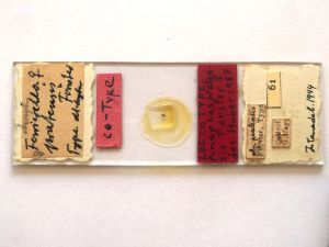 pratensis Ltype s.JPG