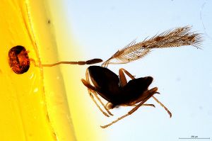 stammeri  Soyka Htype 0.jpg